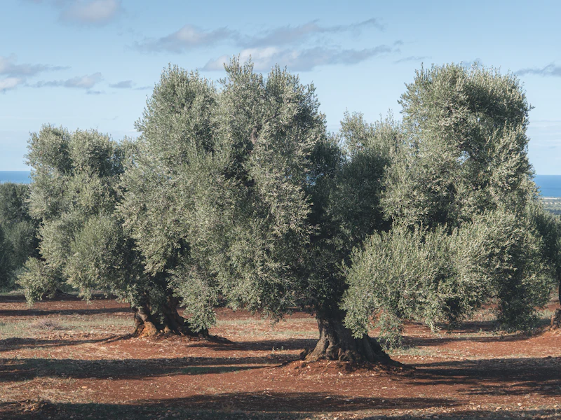Filari di ulivi in oliveto italiano