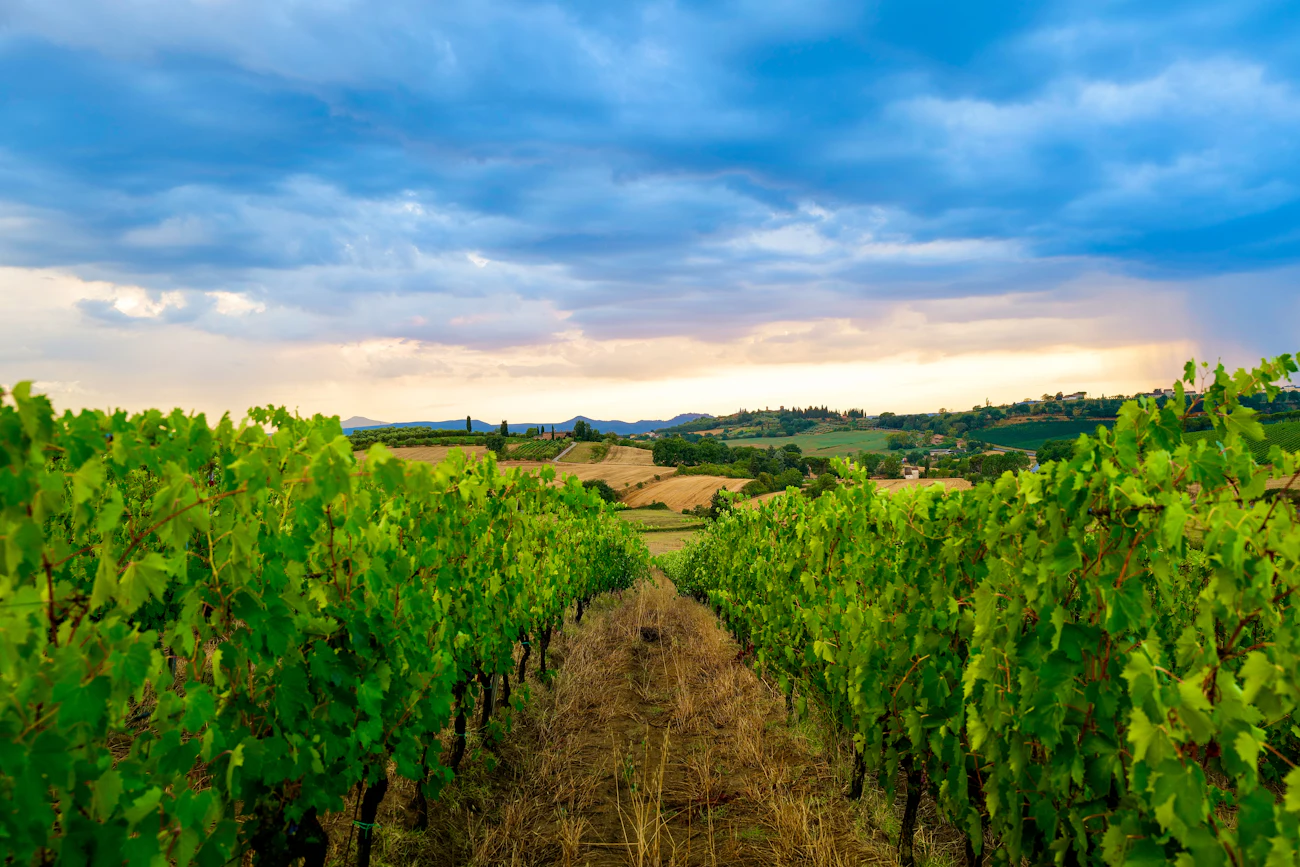 Filari di vite in Toscana, pronti per le elaborazioni agronomiche