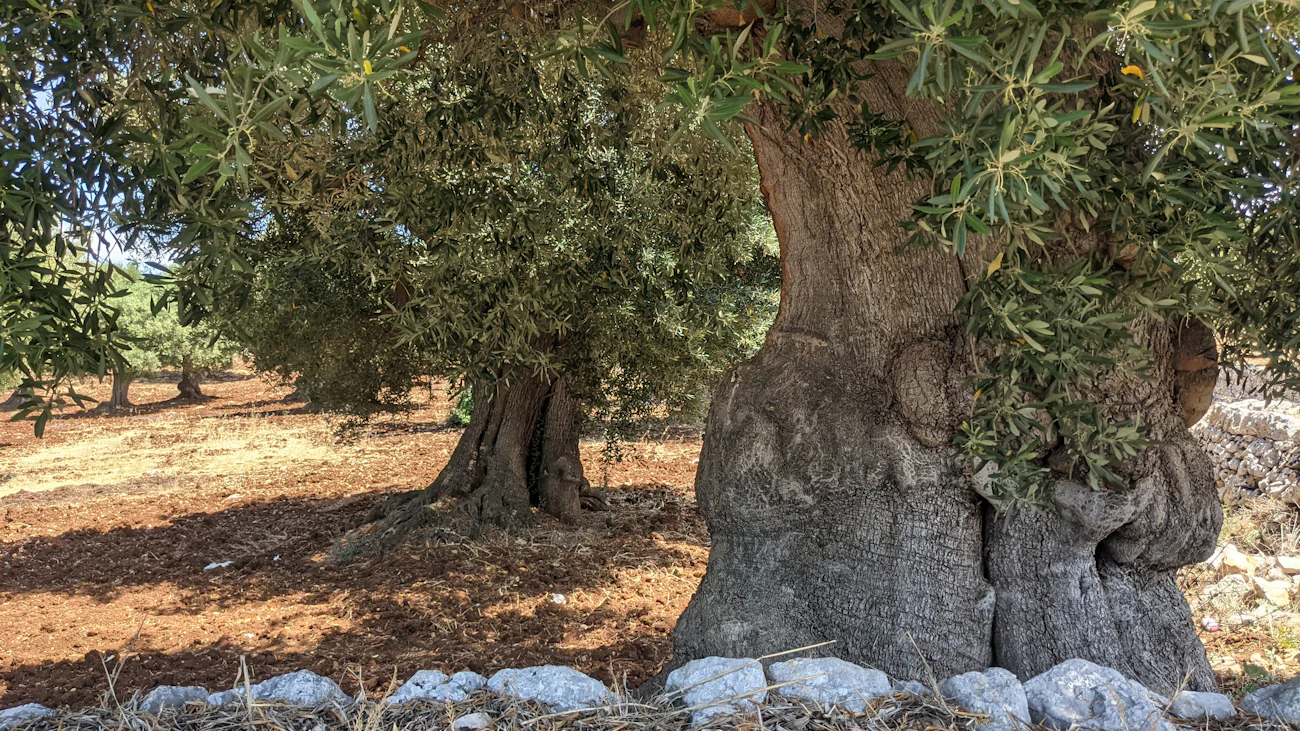 Oliveto italiano nelle ore della raccolta